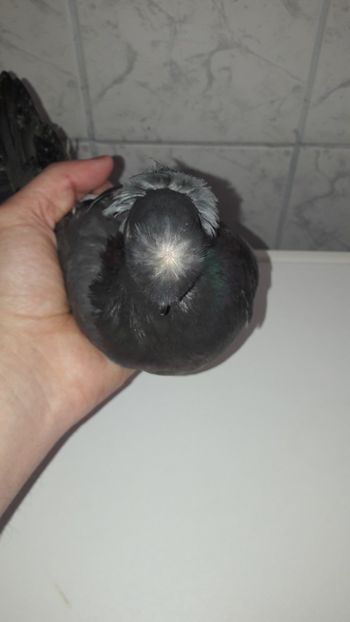 M 2017 - Jucatori de Botosani poze