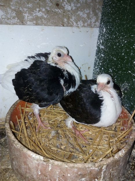  - Jucători capaciti