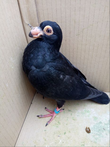 Pui din P12 - Pui 2018