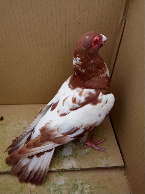 pui din P17 - Carunculati si Berberi