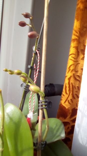 Orhideele sotiei - Gradinita mea - 11 03 2018