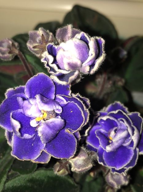 944B2751-95D2-47D2-B947-7AE9040A26AB - Violete Africane