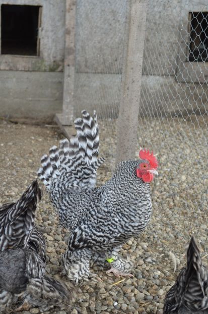 barat - b Mii de flori barat