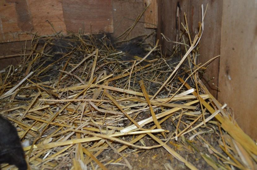 cuib berbec  german - c femela nr 6 gri fier