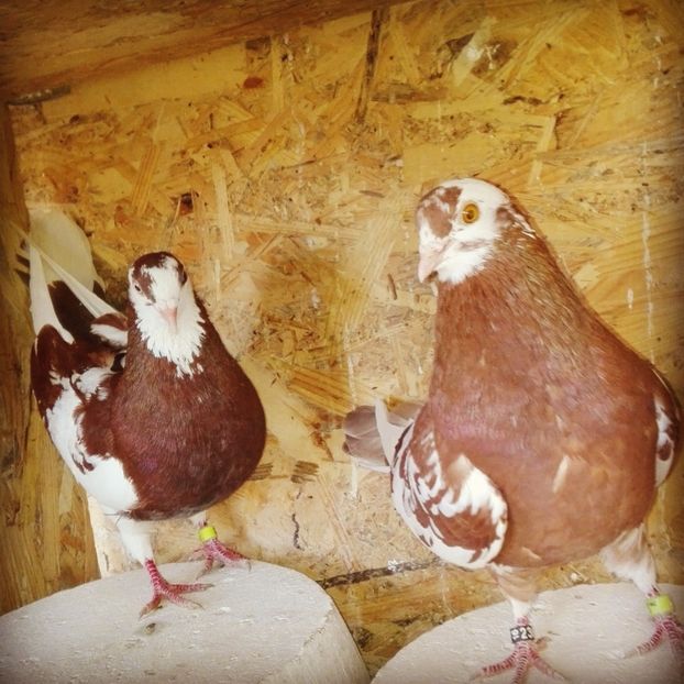  - Rolleri de Birmingam 2019