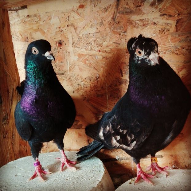  - Rolleri de Birmingam 2019