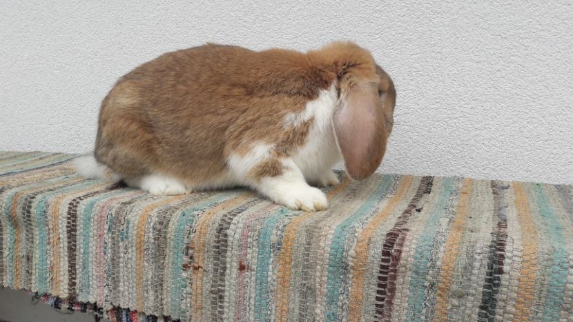  - 3- Mascul galben mantulat