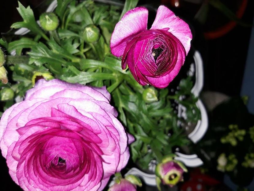  - 2018 - Florile mele