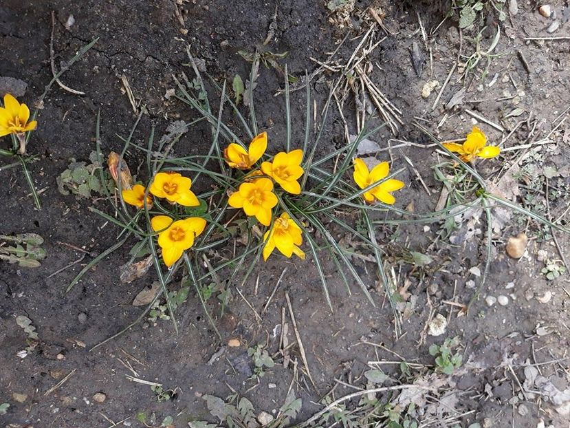  - 2018 - Florile mele