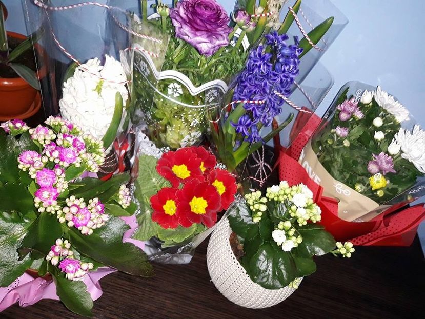  - 2018 - Florile mele