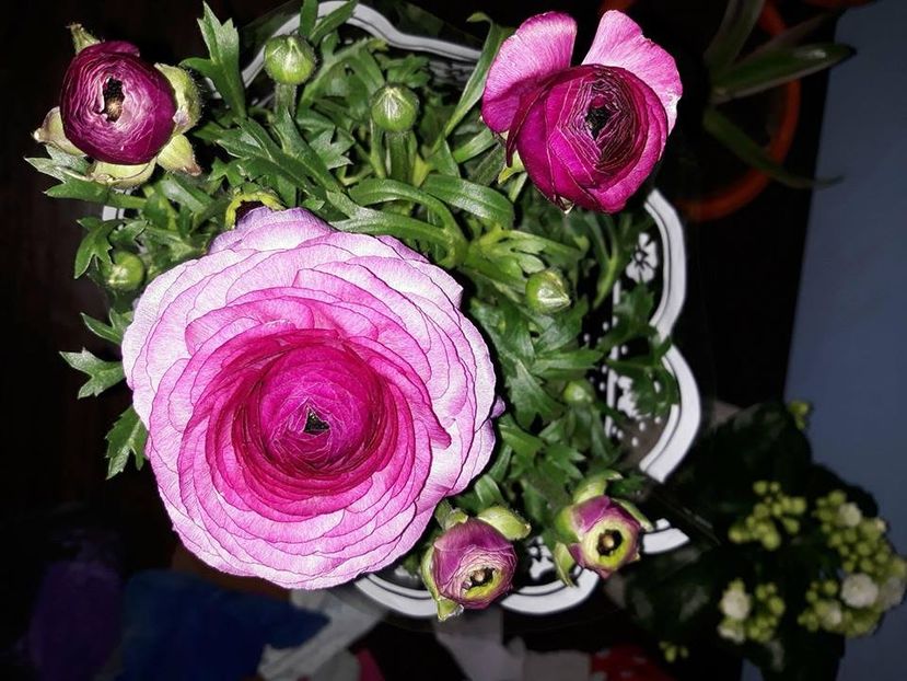  - 2018 - Florile mele