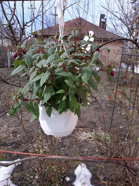  - 2018 - Florile mele