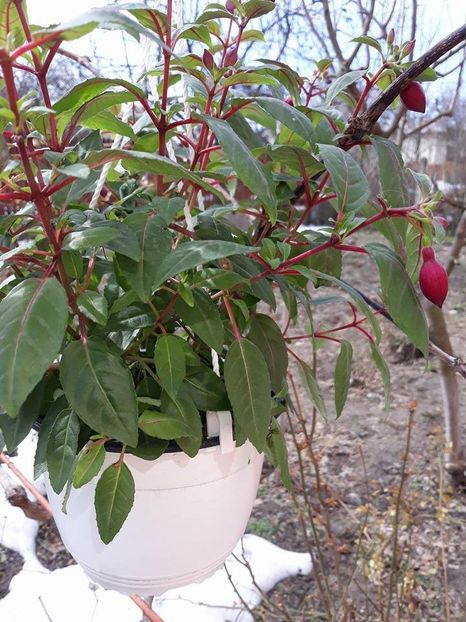  - 2018 - Florile mele