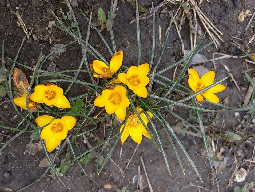  - 2018 - Florile mele