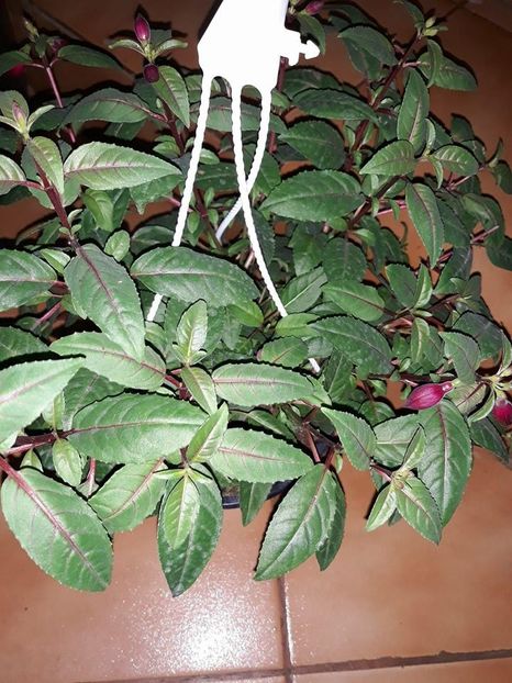  - 2018 - Florile mele