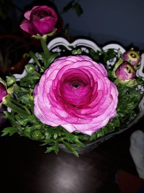  - 2018 - Florile mele