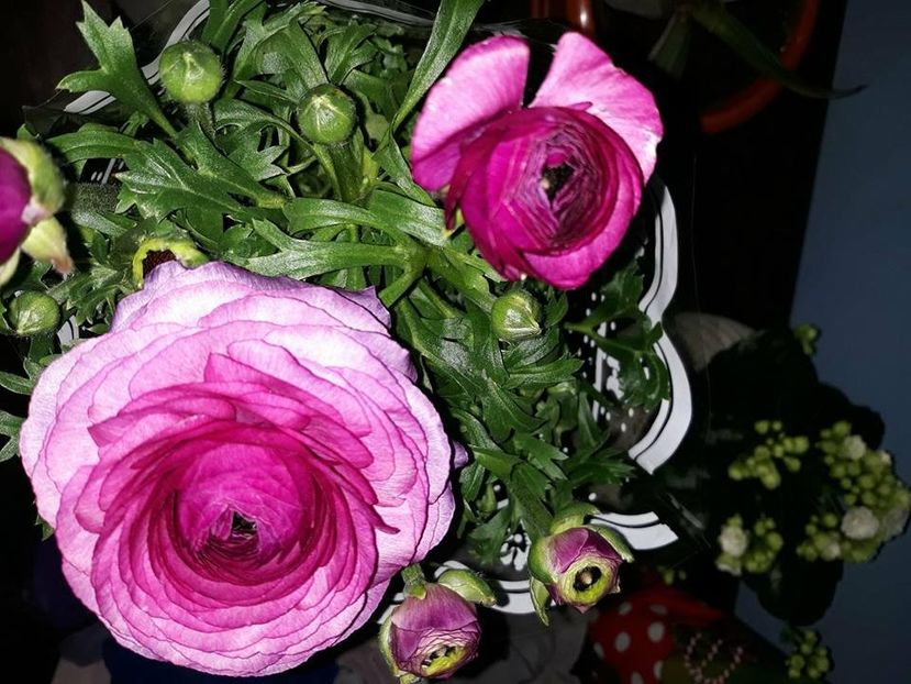  - 2018 - Florile mele