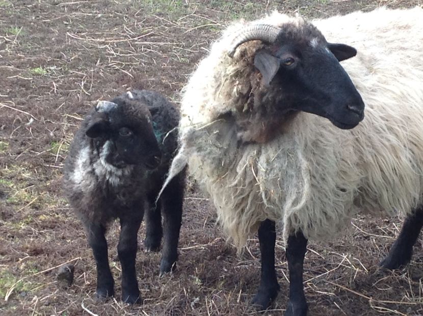 Lola si mieluta ei - 2018