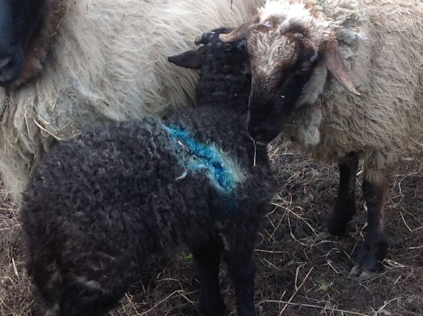 Mieluta scalpată de lupi - 2018