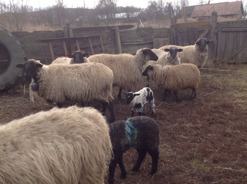 Doctorul si haremul lui - 2018