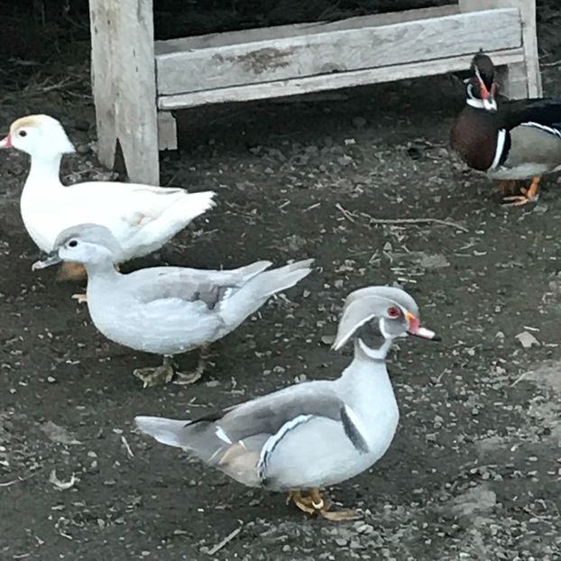 01229A15-21ED-4463-83E8-4E41A6AAA4E6 - Rate Caroline Arginti