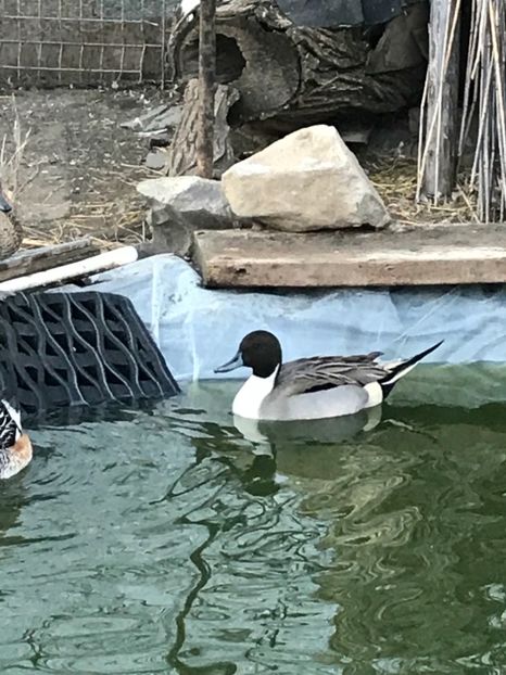 225F8EAC-2FFB-4E45-B266-373AA02B44AC - Rata Sulitar