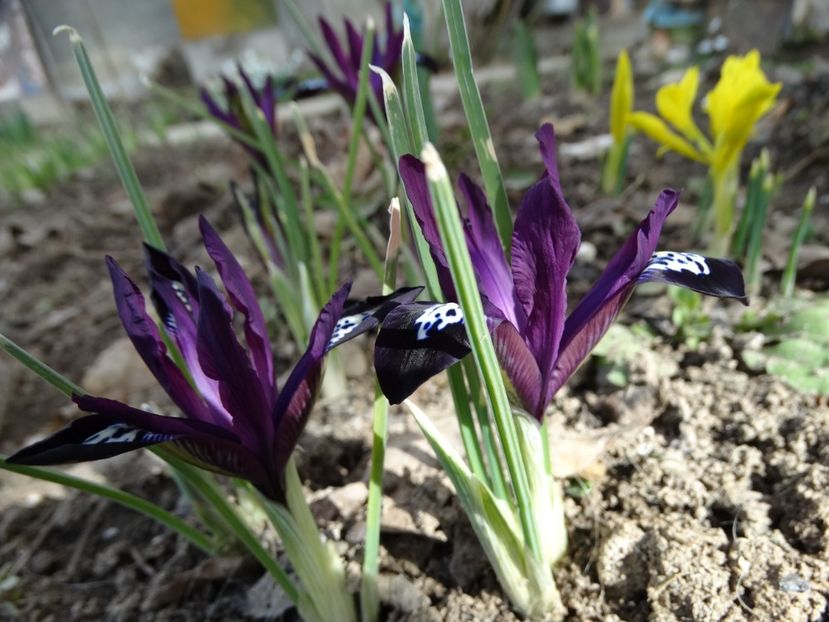 incep irisii reticulata - b-primavara 2018
