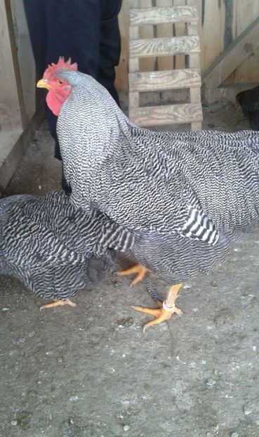 received_550324721997089 - 1 De vanzare oua pentru incubat 2019