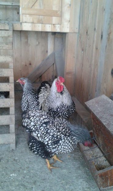 received_550322828663945 - 1 De vanzare oua pentru incubat 2019