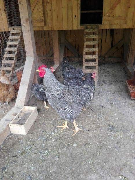 received_1633504723408706 - 1 De vanzare oua pentru incubat 2019