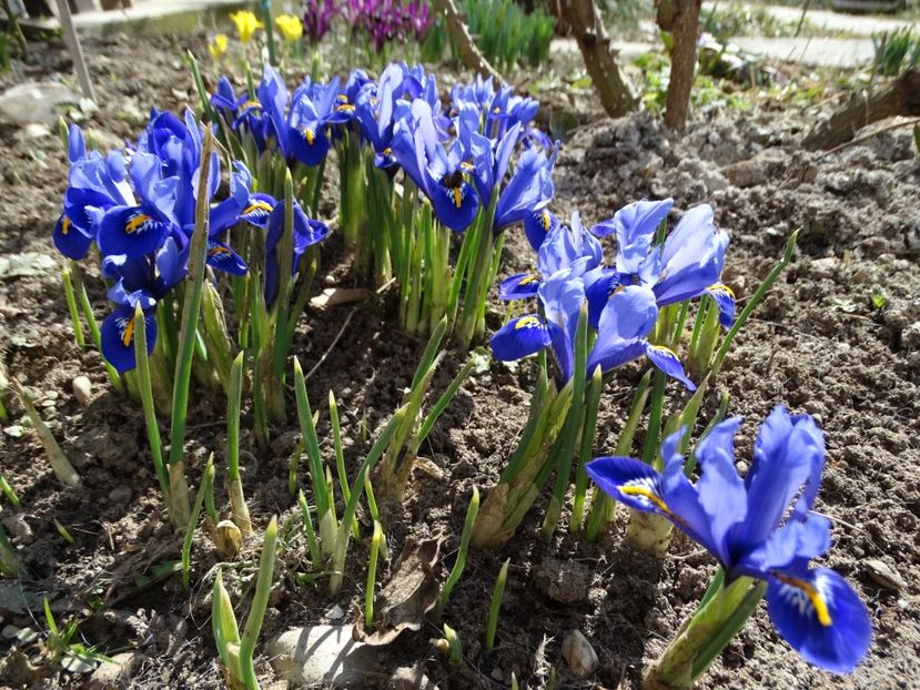 11.08 - b-primavara 2018