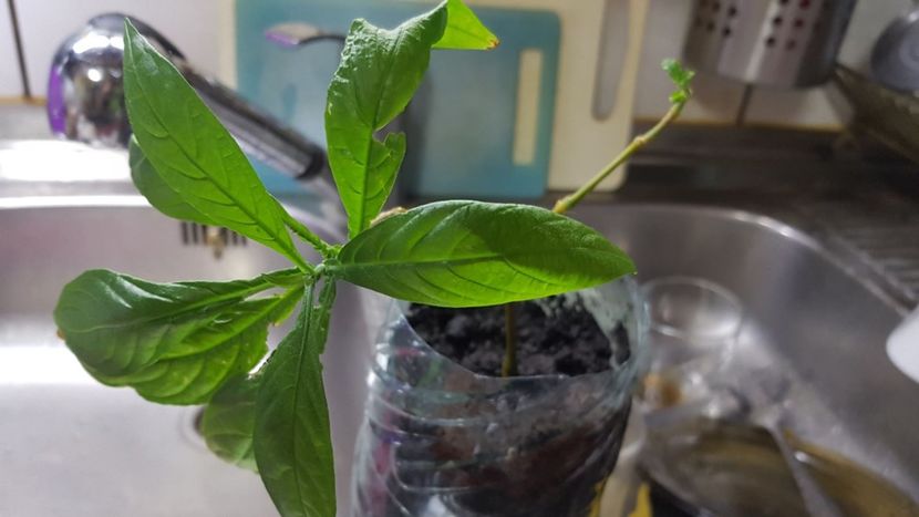 pachy. - provizoriu pachystachys