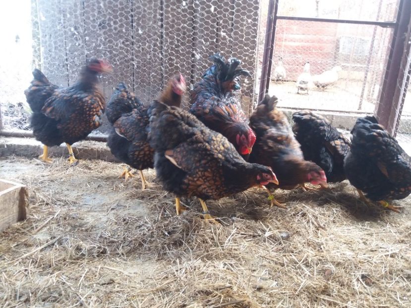  - Wyandotte rosu-negru