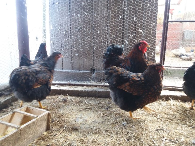  - Wyandotte rosu-negru