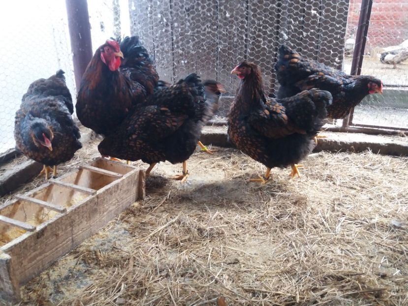  - Wyandotte rosu-negru