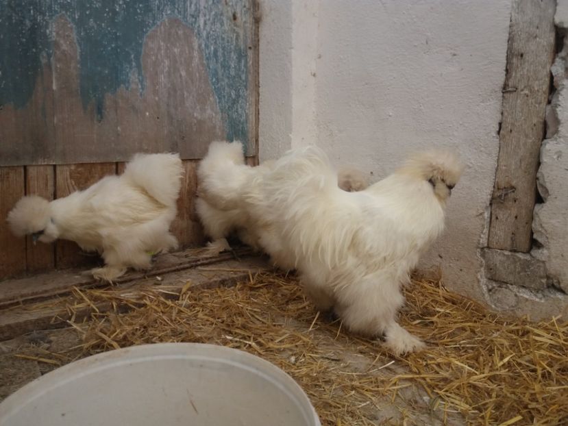  - Matase japoneza alba