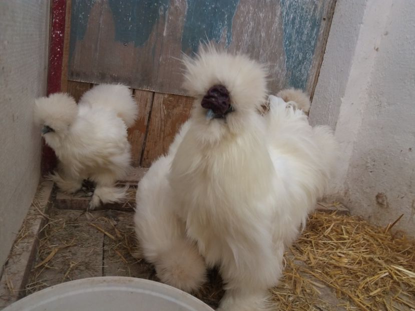  - Matase japoneza alba