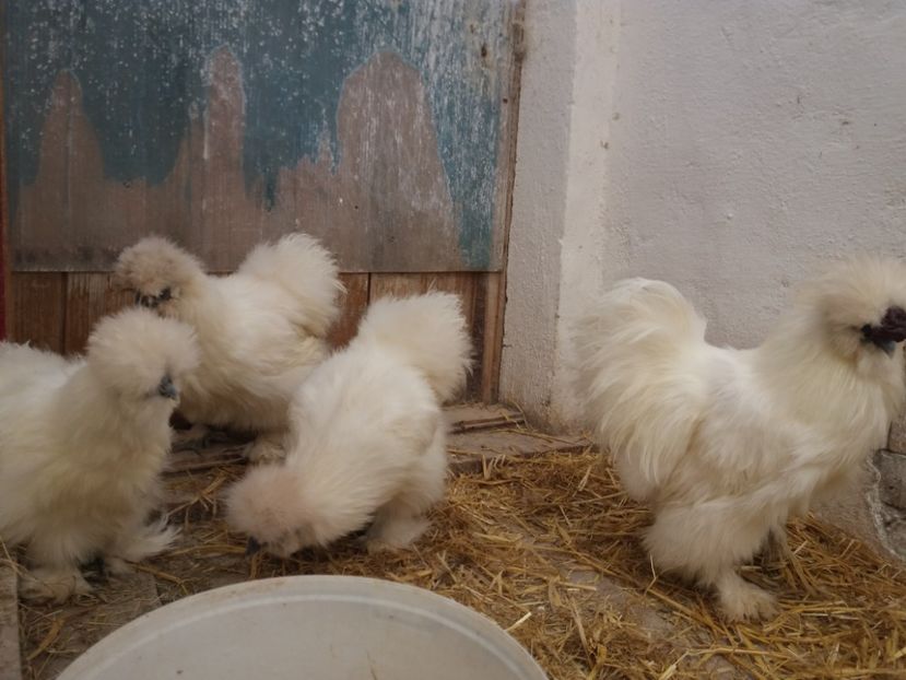  - Matase japoneza alba