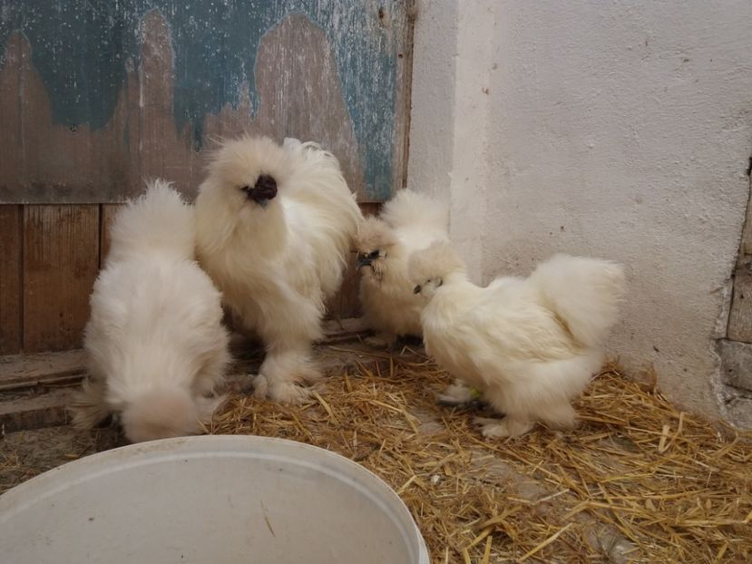  - Matase japoneza alba