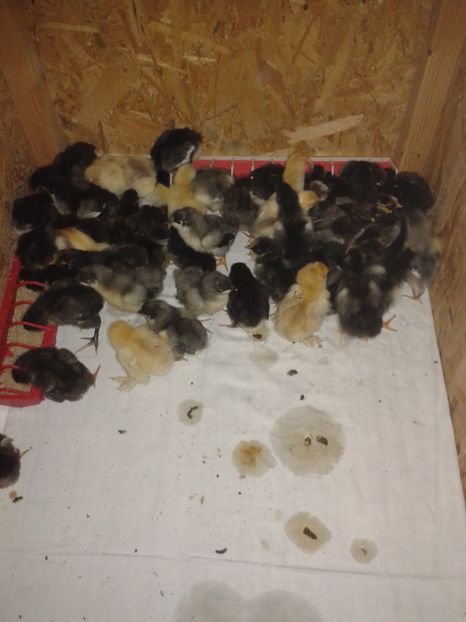  - PUI 2018 AUSTRALOP WYANDOTTE