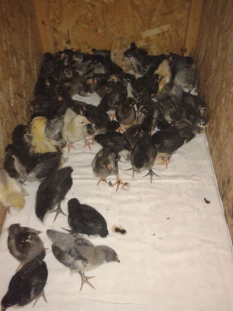  - PUI 2018 AUSTRALOP WYANDOTTE