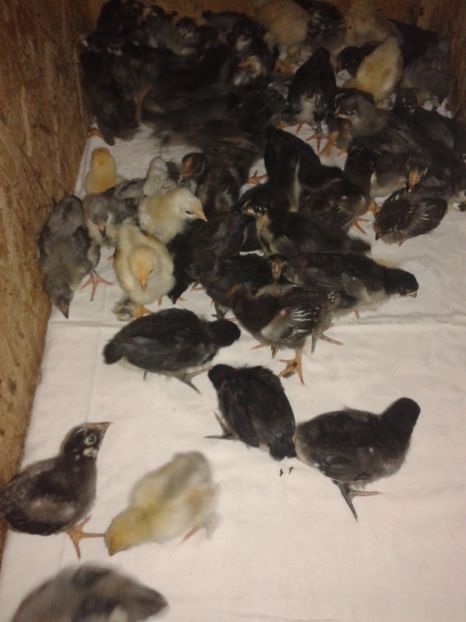  - PUI 2018 AUSTRALOP WYANDOTTE