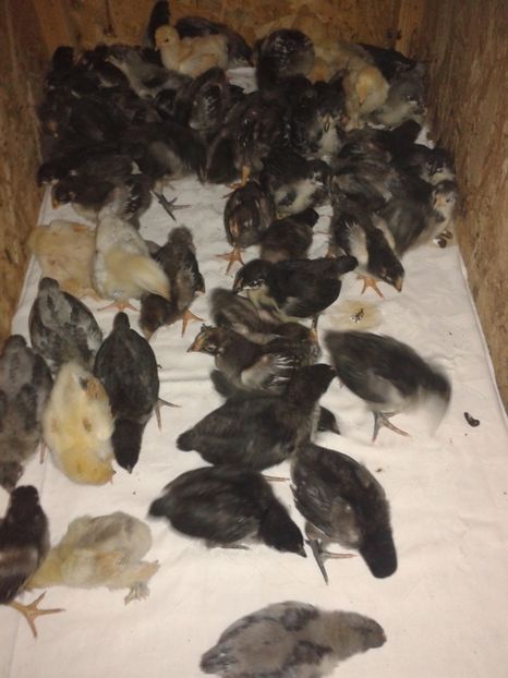  - PUI 2018 AUSTRALOP WYANDOTTE