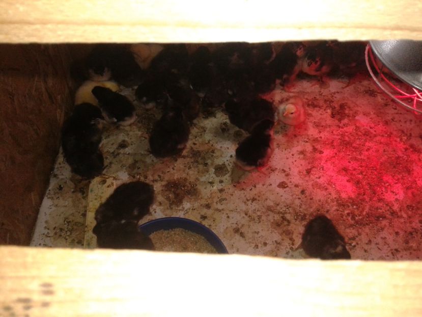  - PUI 2018 AUSTRALOP WYANDOTTE