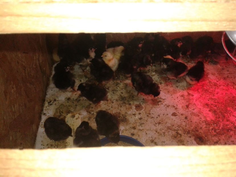  - PUI 2018 AUSTRALOP WYANDOTTE