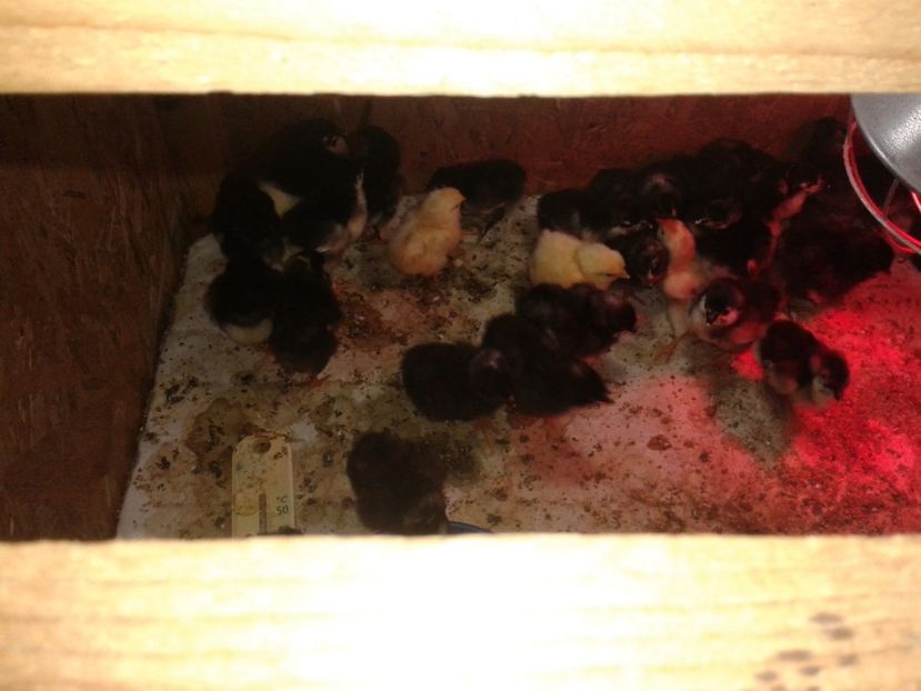  - PUI 2018 AUSTRALOP WYANDOTTE