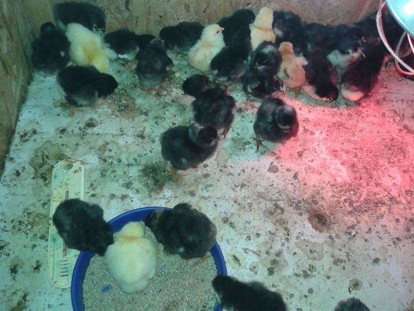  - PUI 2018 AUSTRALOP WYANDOTTE