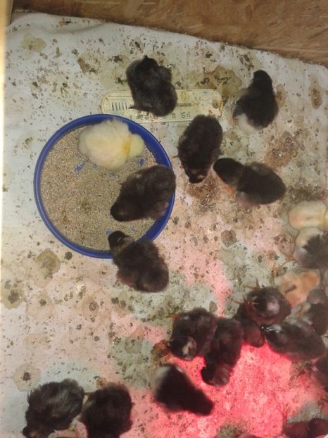  - PUI 2018 AUSTRALOP WYANDOTTE