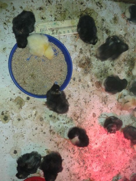  - PUI 2018 AUSTRALOP WYANDOTTE