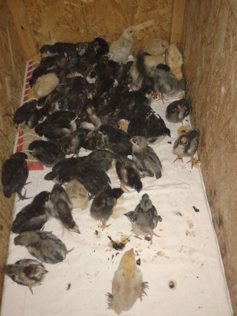  - PUI 2018 AUSTRALOP WYANDOTTE